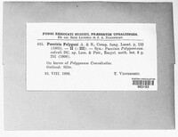 Uromyces polygoni-avicularis image
